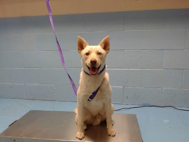 MAXWELL - Siberian Husky / German Shepherd Dog available for adoption