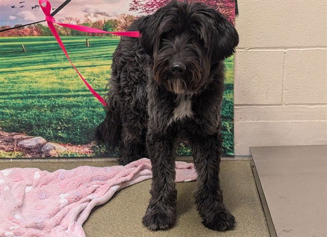 ALY - Terrier available for adoption