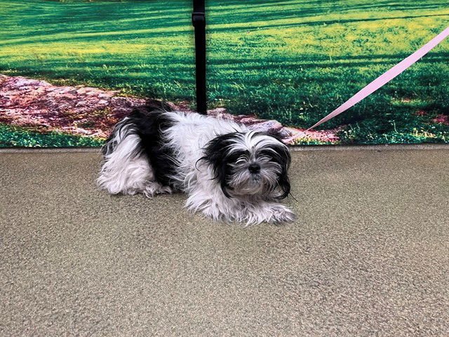 KANE - Shih Tzu available for adoption