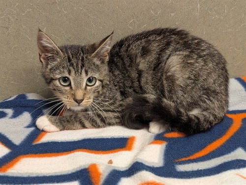 A554180 - Domestic Short Hair available for adoption