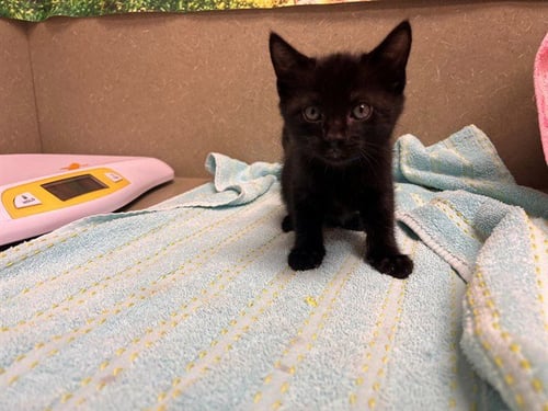 A554565 - Domestic Short Hair available for adoption