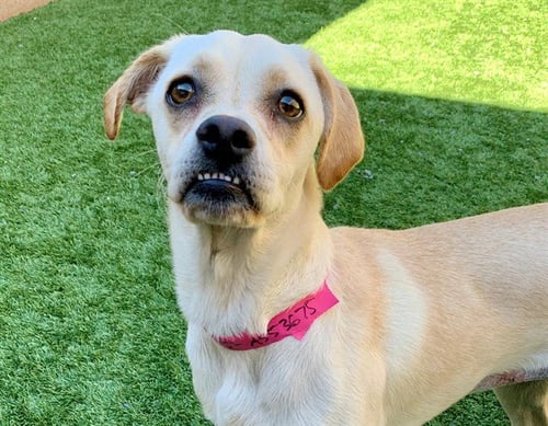 RACHEL - Pug / Labrador Retriever available for adoption