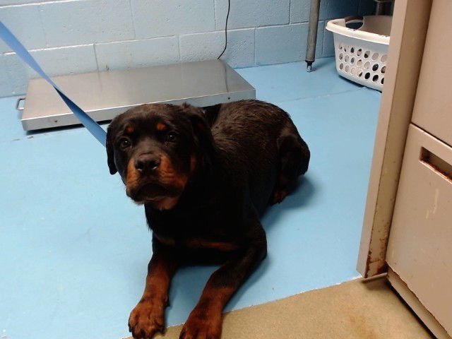 A549127 - Rottweiler available for adoption