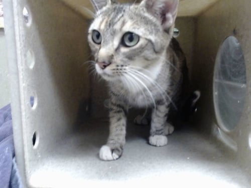 A554664 - Domestic Short Hair available for adoption