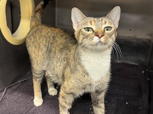 A554664 - Domestic Short Hair available for adoption