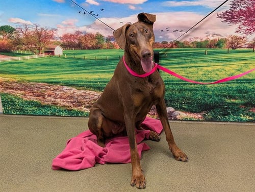 A549804 - Doberman Pinscher available for adoption