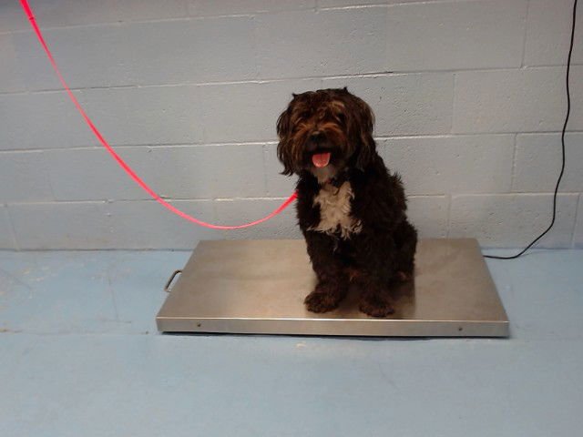 HUGGIE - Terrier available for adoption