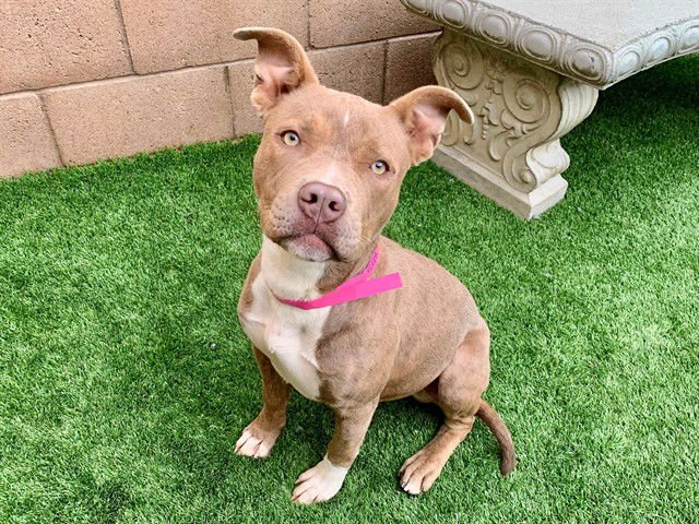 SYLVIE - Pit Bull Terrier available for adoption