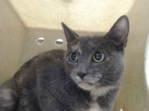 A554366 - Domestic Short Hair available for adoption