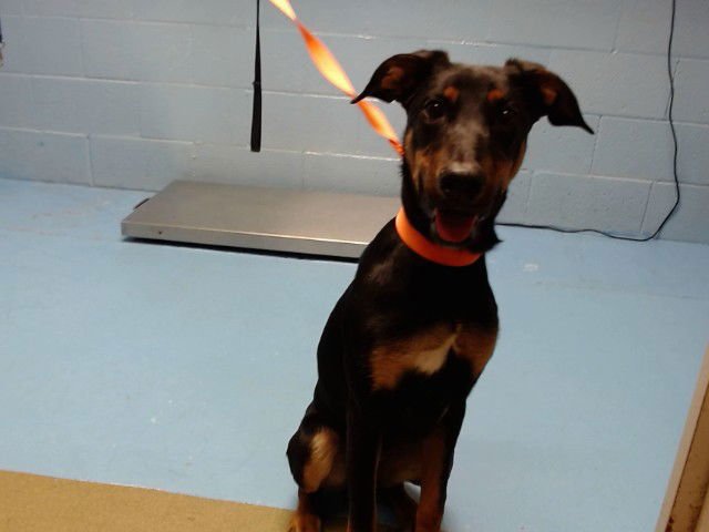 LAVERNE - Doberman Pinscher available for adoption
