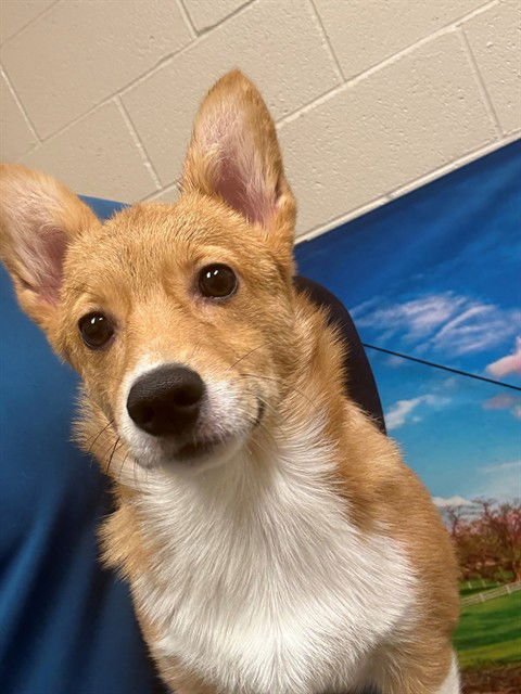 A548980 - Cardigan Welsh Corgi available for adoption