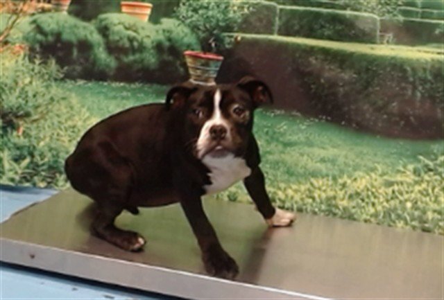 TOBY Image
