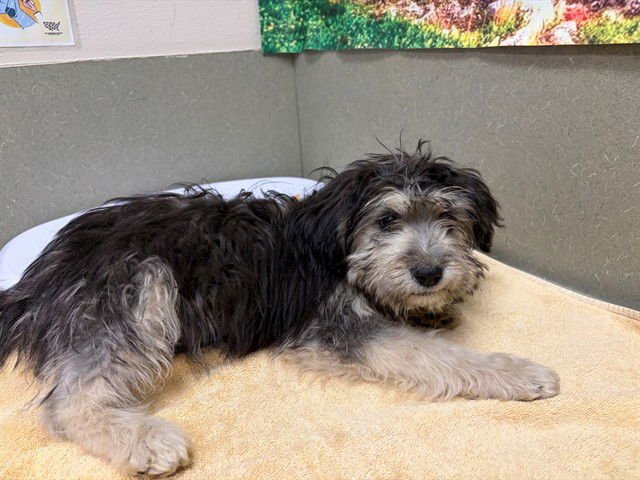 CRANBERRY - Terrier available for adoption