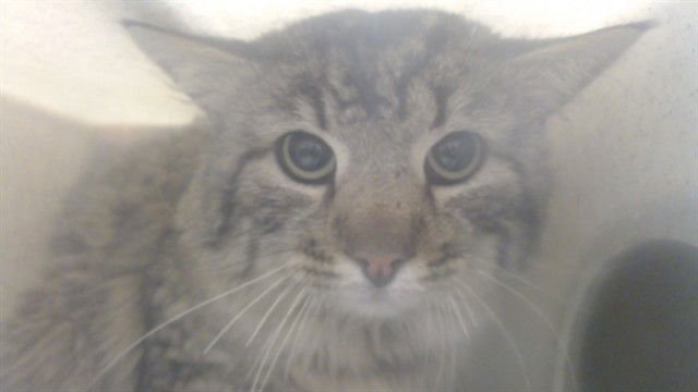 A548873 - Domestic Long Hair available for adoption