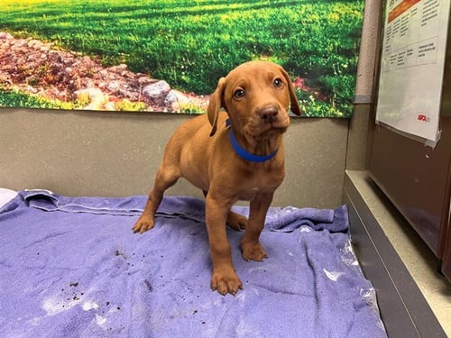A554511 - Vizsla available for adoption