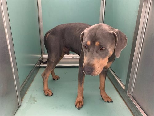 OATS - Rottweiler / Weimaraner available for adoption