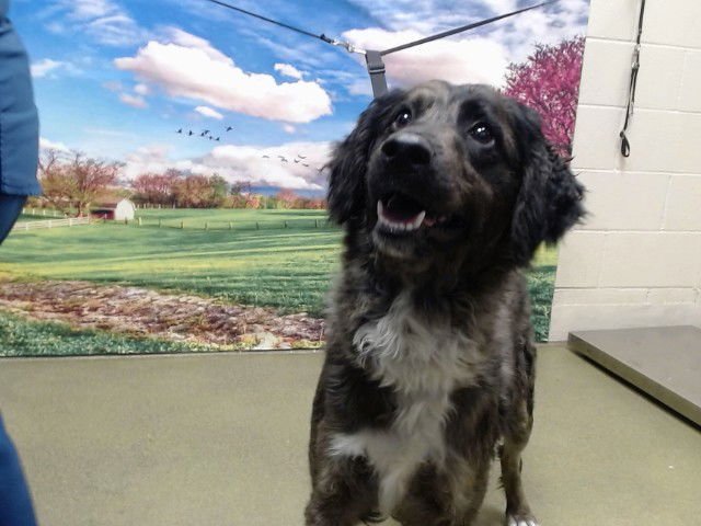 MARIA - Australian Shepherd available for adoption