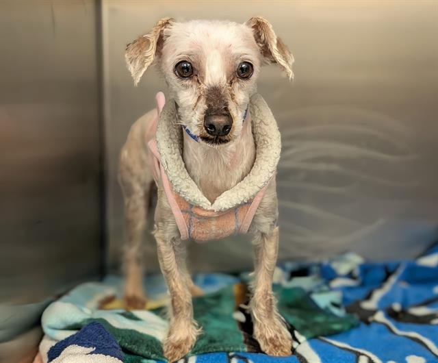 BASTION - Terrier available for adoption