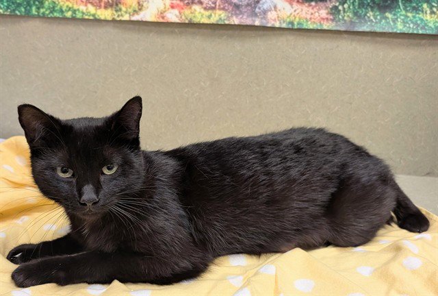 CLEO Image