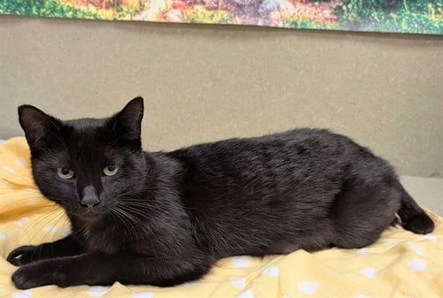 CLEO - Domestic Short Hair for adoption in Moreno Valley