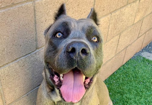 ZEUS - Cane Corso Mastiff available for adoption