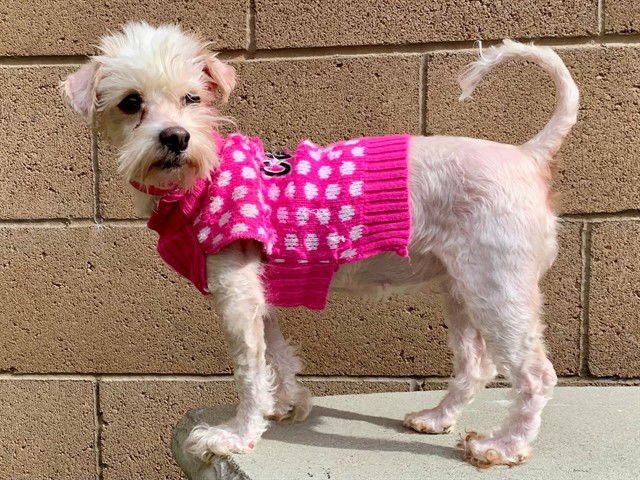 TILLY - Maltese available for adoption