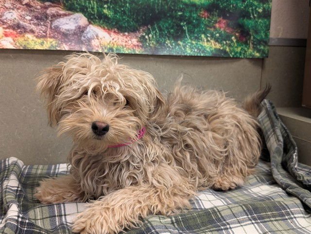 A549374 - Terrier available for adoption