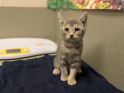 A552758 - Domestic Short Hair available for adoption