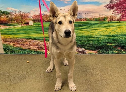A552775 - German Shepherd Dog available for adoption
