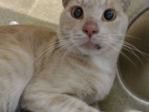 A554104 - Domestic Short Hair available for adoption