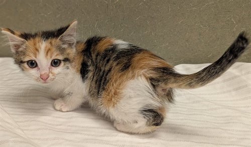 A550965 - Domestic Short Hair available for adoption