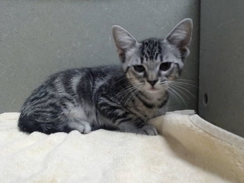 A554385 - Domestic Short Hair available for adoption