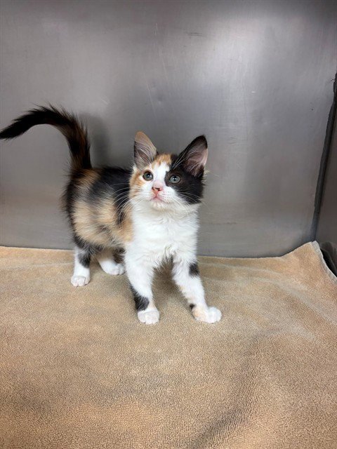 A554422 - Domestic Short Hair available for adoption