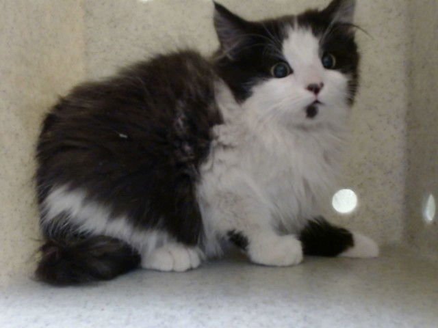 A548536 - Domestic Long Hair available for adoption