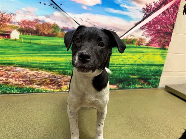 A549019 - Terrier available for adoption