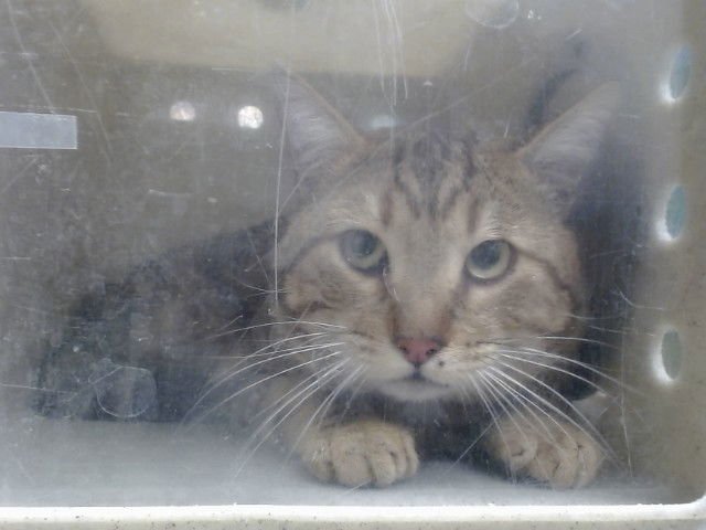 A549311 - Domestic Short Hair available for adoption