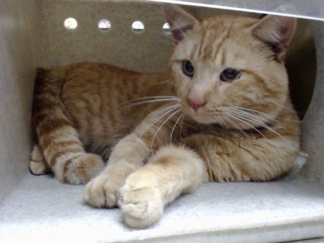 A549578 - Domestic Short Hair available for adoption