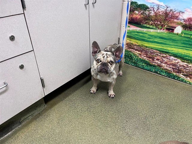 FIGARO - French Bulldog available for adoption