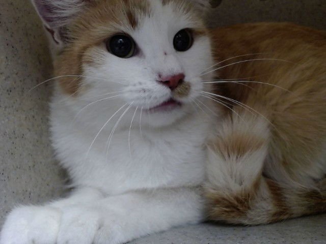 A548776 - Domestic Short Hair available for adoption