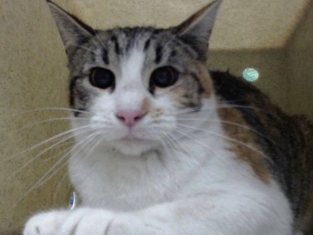 A549359 - Domestic Short Hair available for adoption