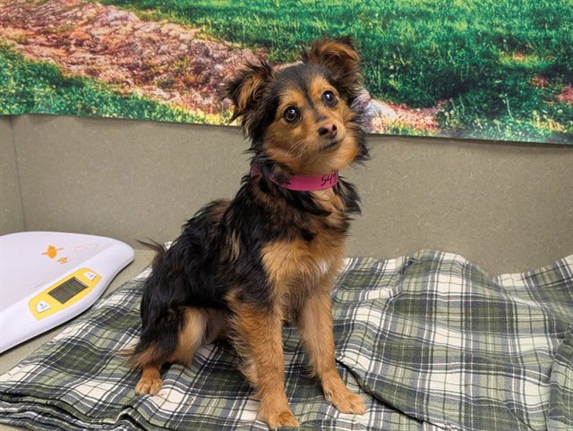 A549372 - Chihuahua available for adoption