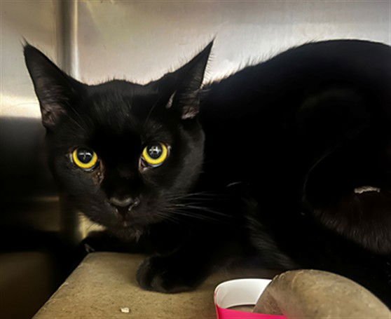 A548547 - Domestic Short Hair available for adoption