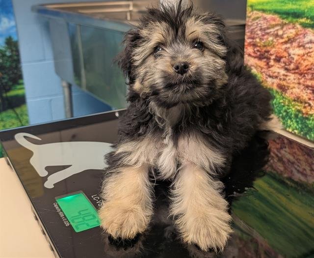 A549421 - Yorkshire Terrier Yorkie / Chihuahua available for adoption