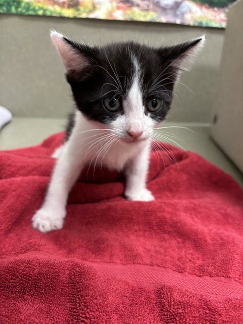A553920 - Domestic Short Hair for adoption in Moreno Valley