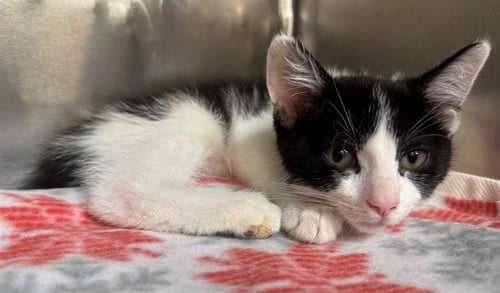 A553920 - Domestic Short Hair available for adoption
