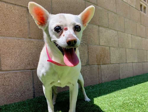 SOPHIE - Chihuahua available for adoption
