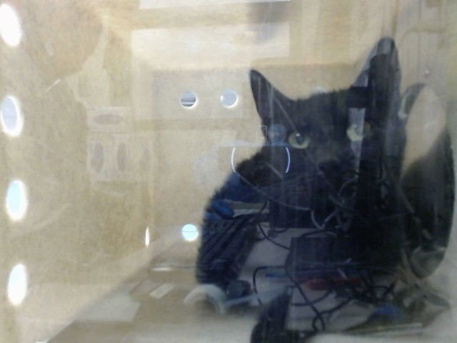 A548835 - Domestic Short Hair available for adoption