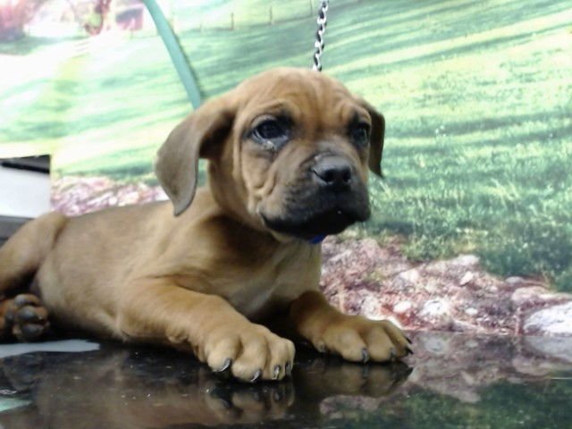 CHUCK - Mastiff available for adoption