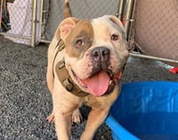 BUBBA - Photo 1