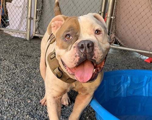 BUBBA - English Bulldog available for adoption